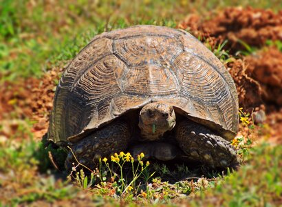 Tortoise reptile armored photo