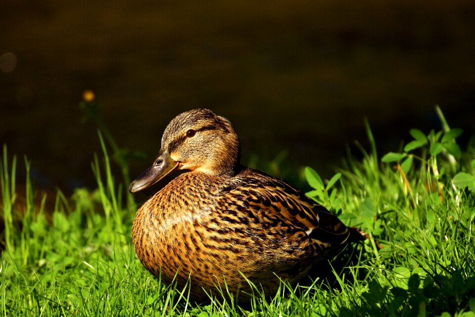 Duck bird animals bird