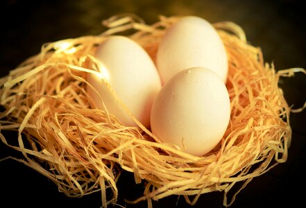 Chicken eggs eat food