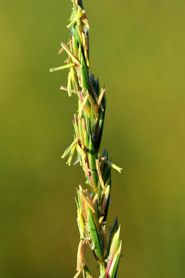 Close up macro plant