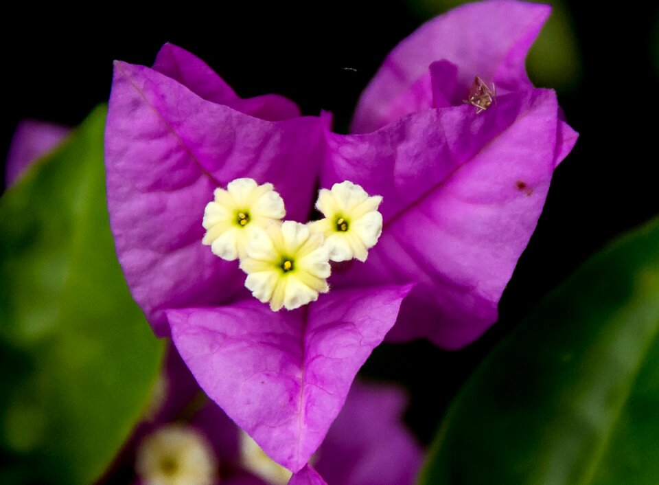 Purple white garden