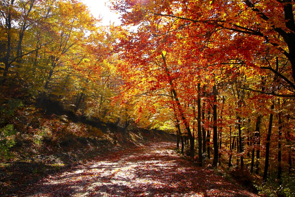 Nature tree red photo