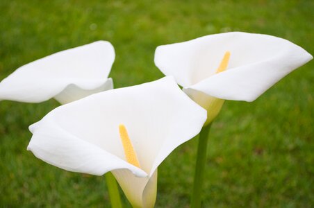 Curled up flower formal garden
