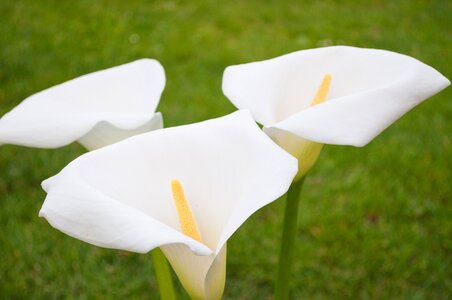 Curled up flower formal garden photo