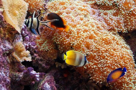 Aquarium underwater world colorful photo