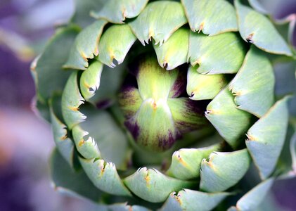 Vegetables healthy food photo