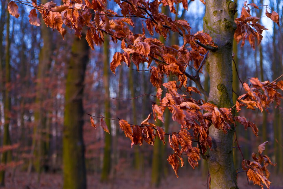 Withered tree golden autumn