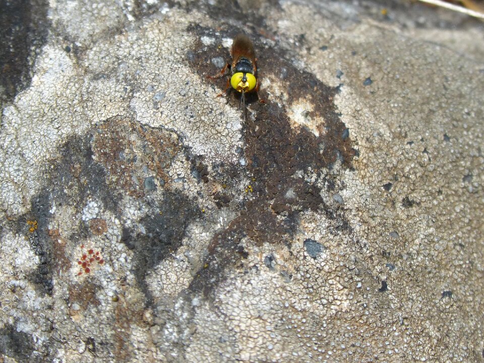 False bee rock lichen