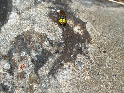 False bee rock lichen