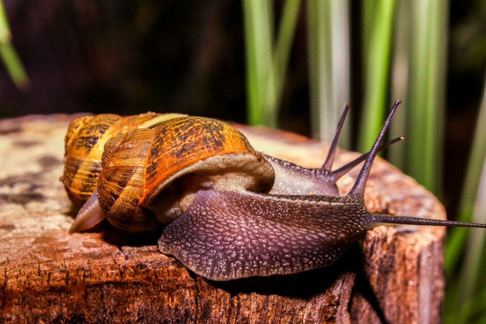 Animals shell forest