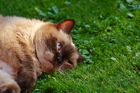 Fur brown beige
