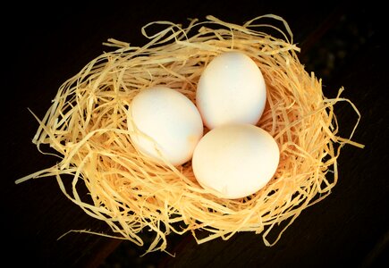 Chicken eggs eat food
