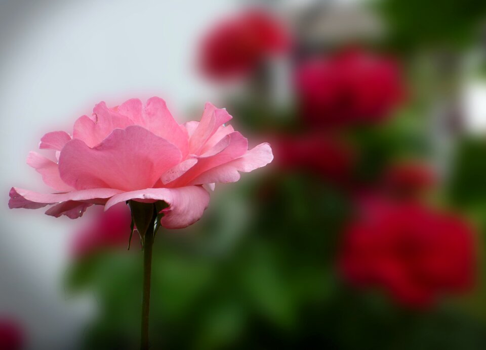 Rose bloom pink garden