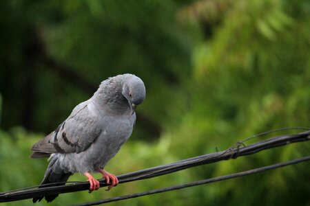 Pigeon wise bird