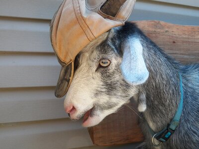 Farm animal farm animal