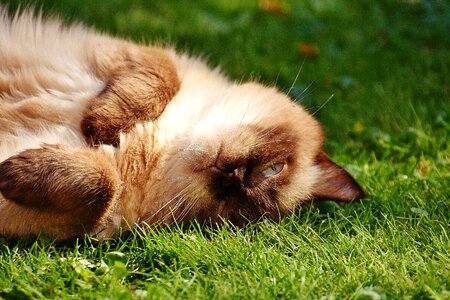 Fur brown beige
