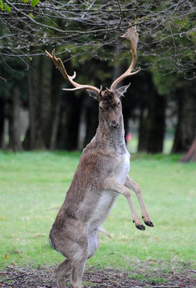 Deer feeding buck