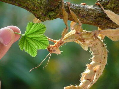 Leaf feed insect photo