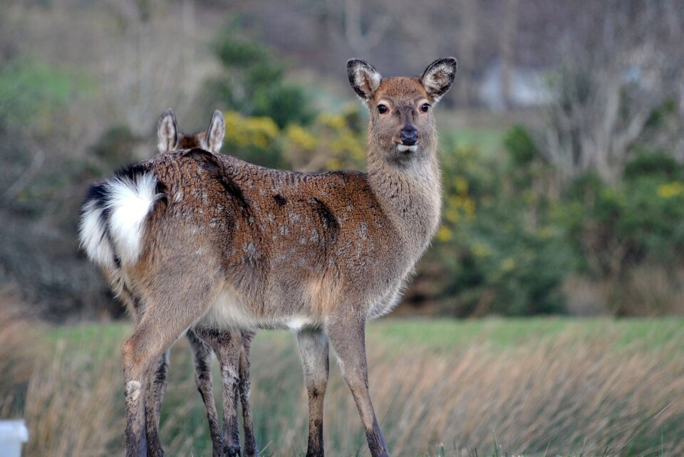 Deer hind manchurian