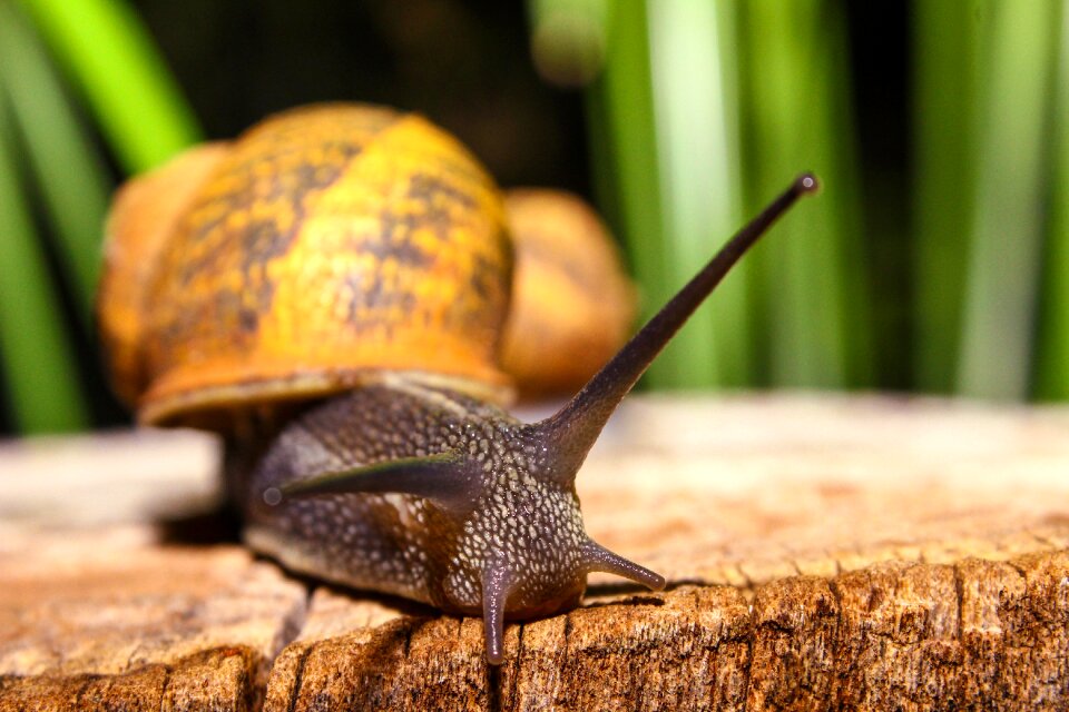 Animals shell forest