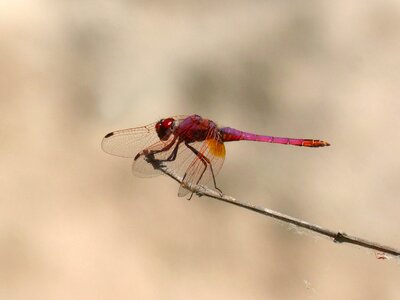 Annulata trithemis pipe vinous red dragonfly