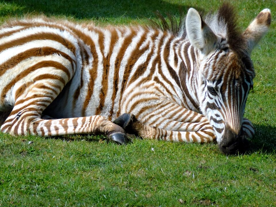 Wildlife white black