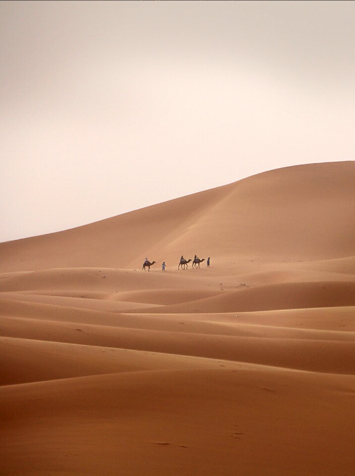 Dromedary sand desert ship photo