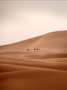 Dromedary sand desert ship photo