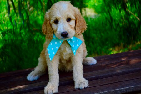 Puppy two months