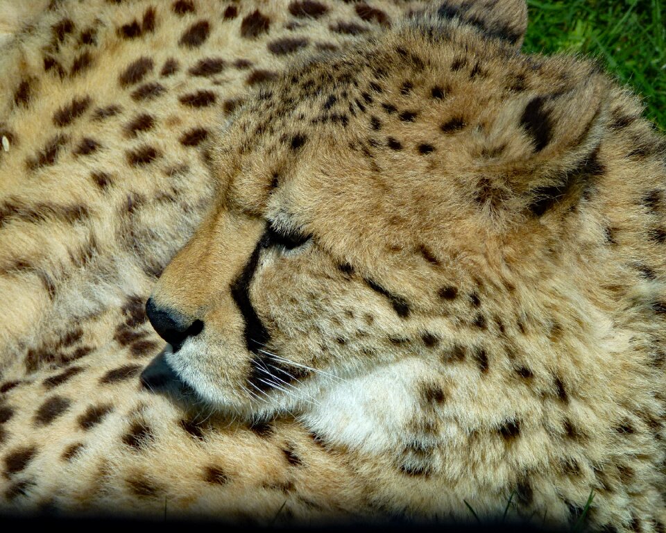 Africa animal nature