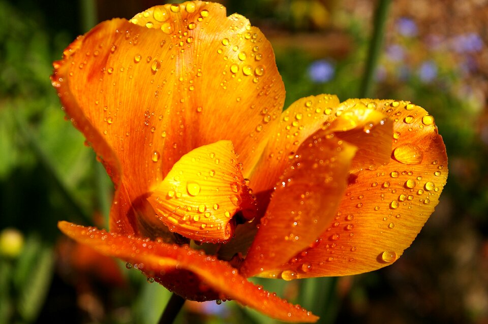 Spring flowers spring flower