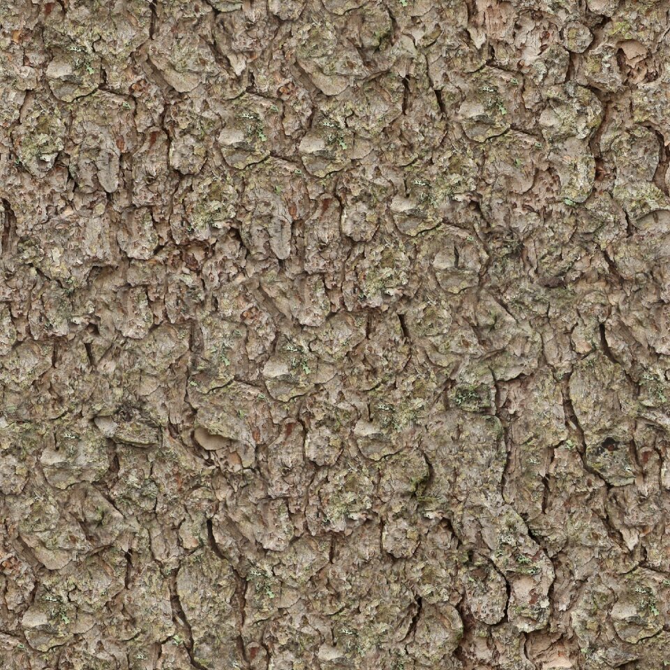 Pine bark nature