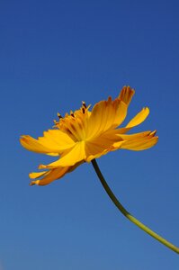Single blue sky background