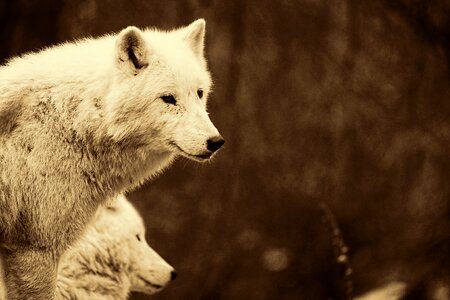 White wolves animal portrait retro look