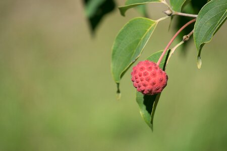 Pod green fruit