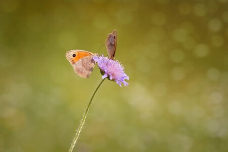 Satyrinae edelfalter butterfly photo