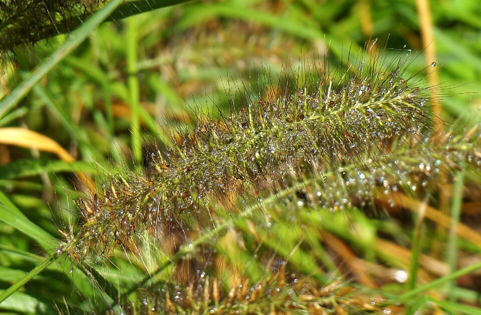 Seed head water droplets wet