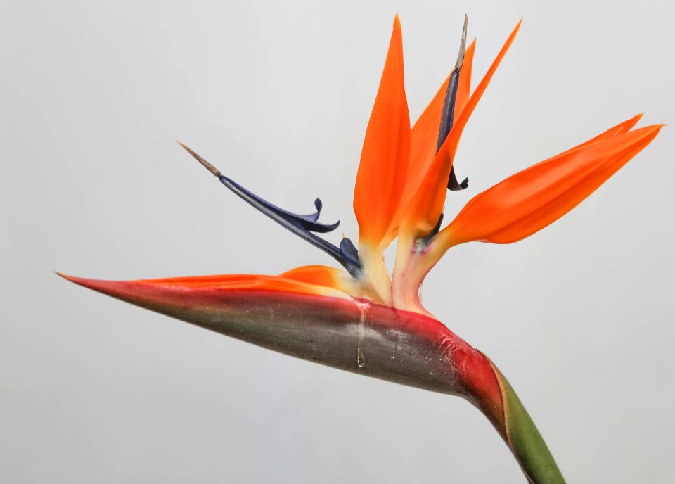 Plant natural bloom
