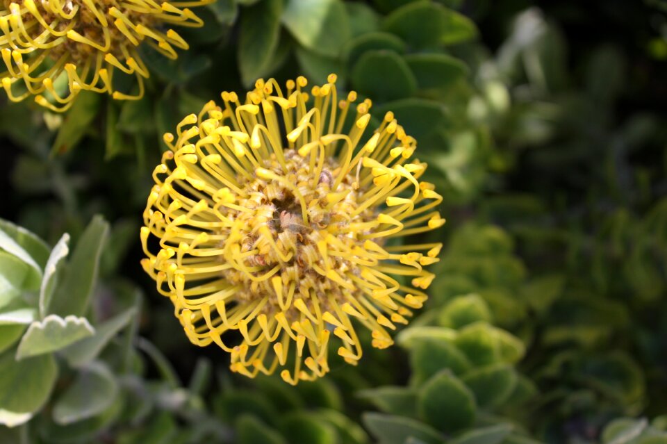 Flower plant blossom