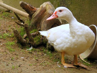 Duck bird plumage poultry photo