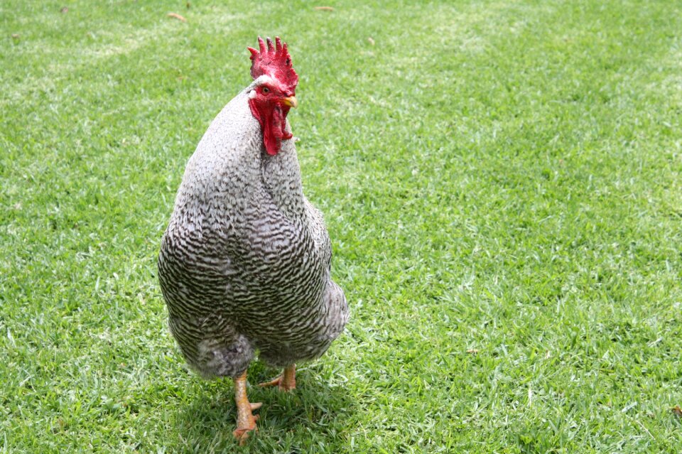 Animal poultry pinnate