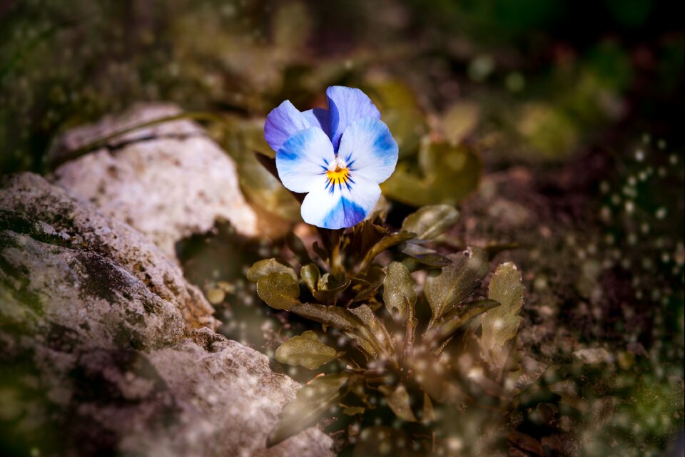 White blue white blossom