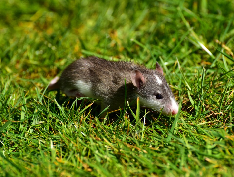 Cute young animal nager