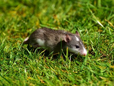 Cute young animal nager
