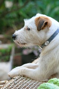 Pet white parsons jack russell