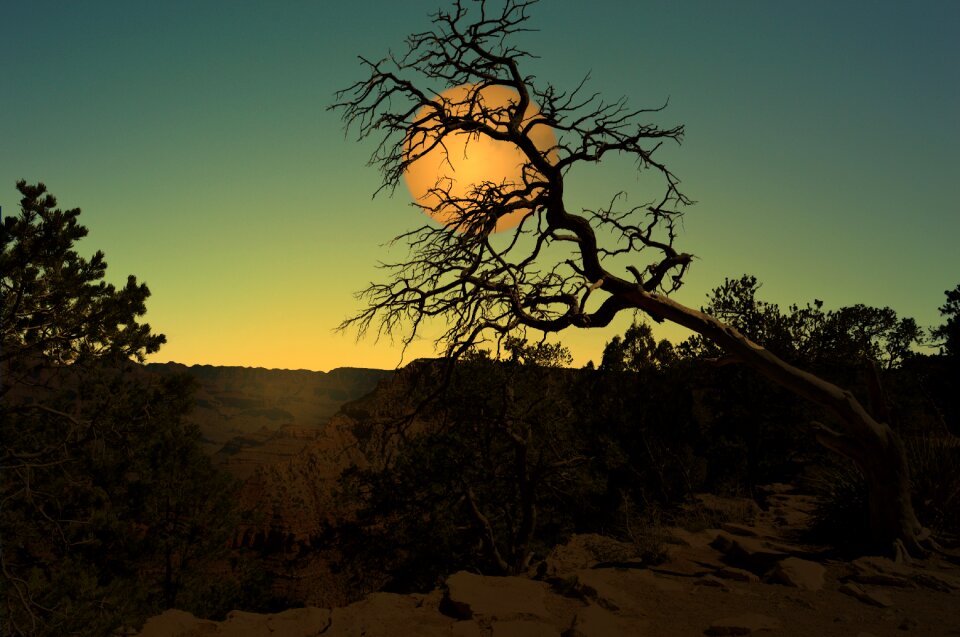 Tree cerrado moonlit night
