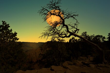 Tree cerrado moonlit night