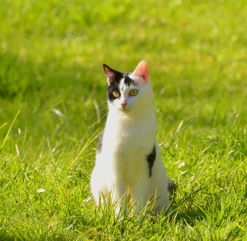 Pet domestic cat sweet