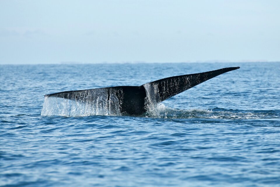 Ocean mammal humpback photo