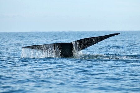 Ocean mammal humpback photo